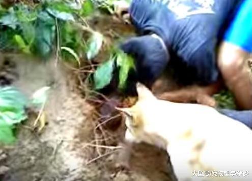 男子上山发现猎狗冲着土堆叫，有了意外发现