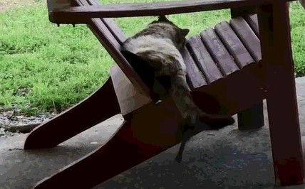 鸟窝缺少材料怎么办？呼呼大睡的大胖猫，被一只小鸟给惦记上了