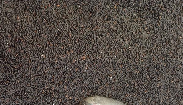 经常便秘如何改善？多吃“三黑”，少吃一物，缓解便秘、清理肠道