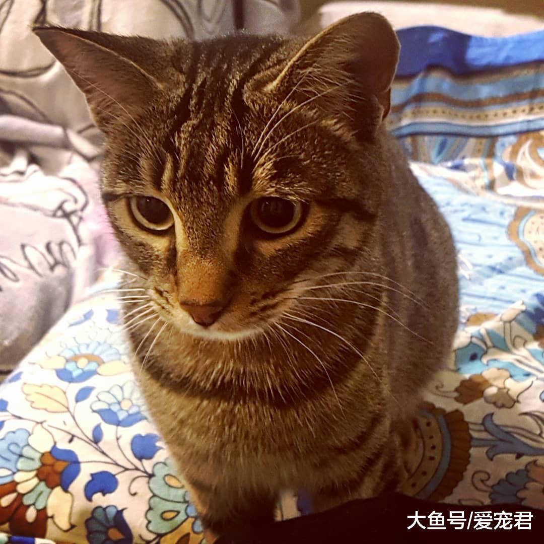 铲屎的，朕好怕！还在为猫咪胆小而纠结吗？如何帮助猫咪克服恐惧