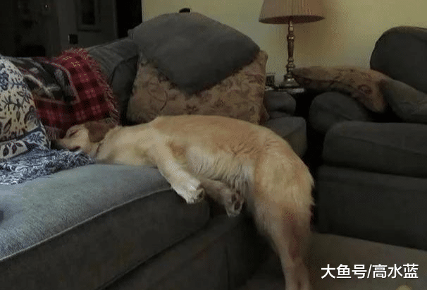 是喝多了吗？狗子竟然睡成90度 网友纷纷跟帖：我家的更奇葩