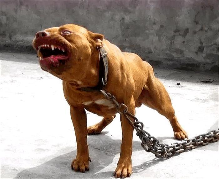警犬是威严的，你害怕警犬吗？和警犬握个手会有什么后果？