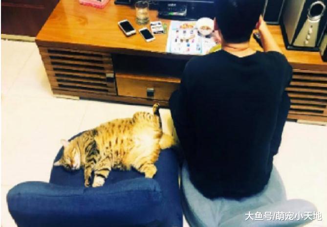霸氣胖貓四肢朝天躺沙發，各種照片讓奴才不忍直視：我養了啥？