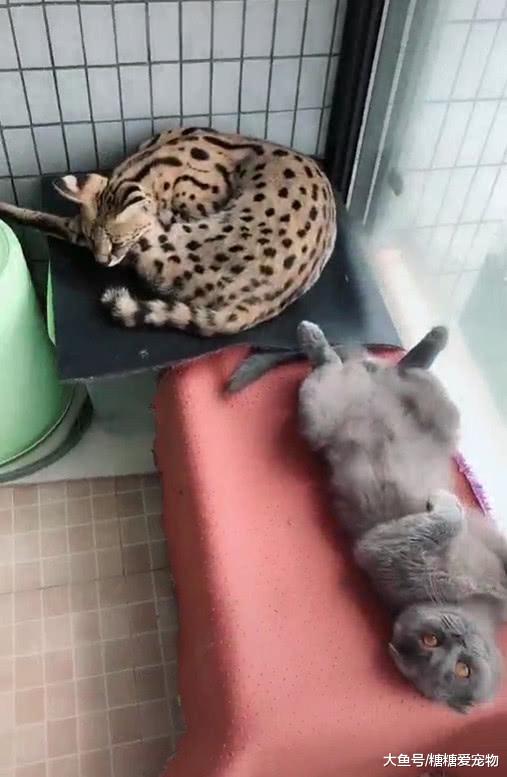 蓝猫睡姿“太奇葩”，主人抬腿给了它一脚，猫：我就这德性，咋地