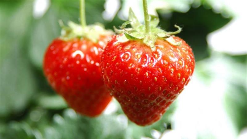 草莓老是生病，尤其灰霉病症状？这样做效果最好