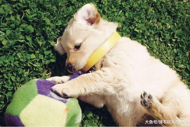 如果你想养狗，请别碰这5种狗狗，可能会被狗“气哭”