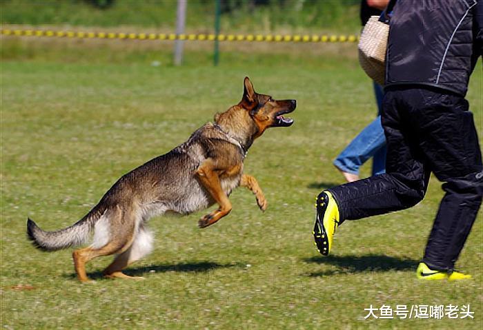 狗狗咬主人，真的就该死吗？