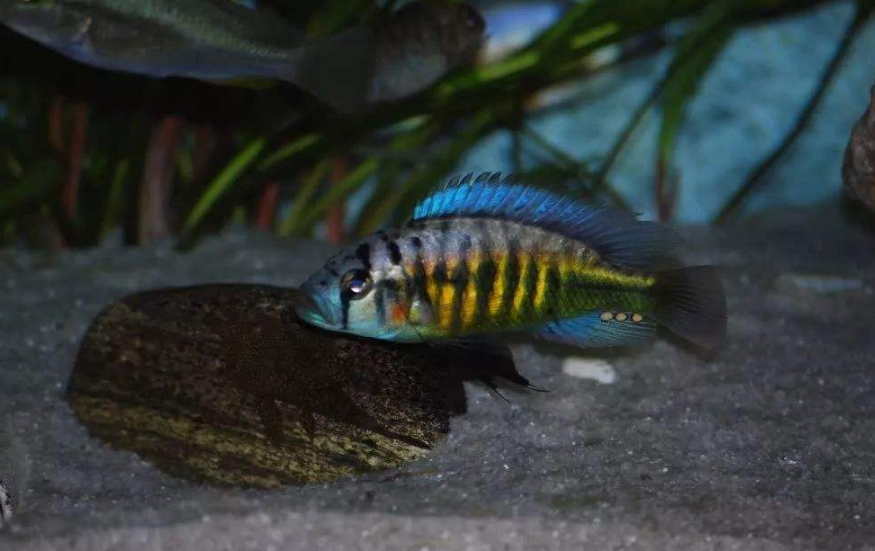 三湖慈鲷里为什么这个湖泊的鱼最少？又是罗非鱼惹的祸