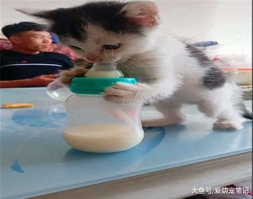主人买了个奶瓶，小猫以为是买给它的，喵：谁还不是个宝宝呢