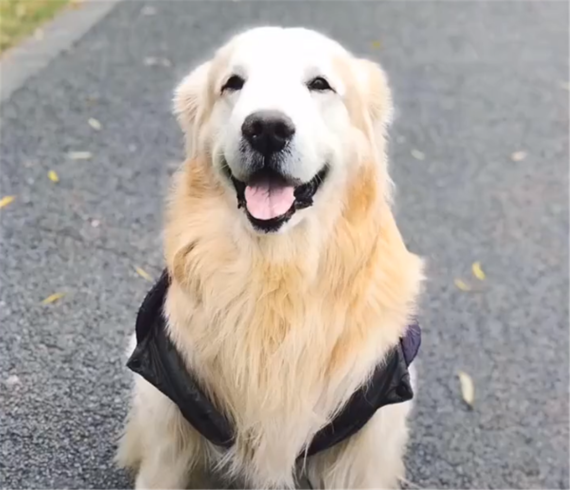 主人睡懶覺，金毛叼拖鞋想要遛彎，狗：快起床，我尾巴都搖酸了…