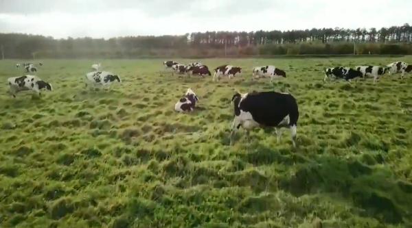 农场主人用奇招赶牛群回家被录下，网友：简直就像电玩游戏