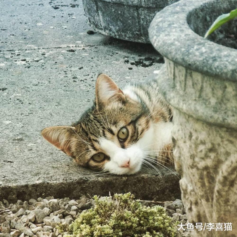 别以为给猫咪富足的物质生活就能得到它的爱, 精神需求也要考虑到