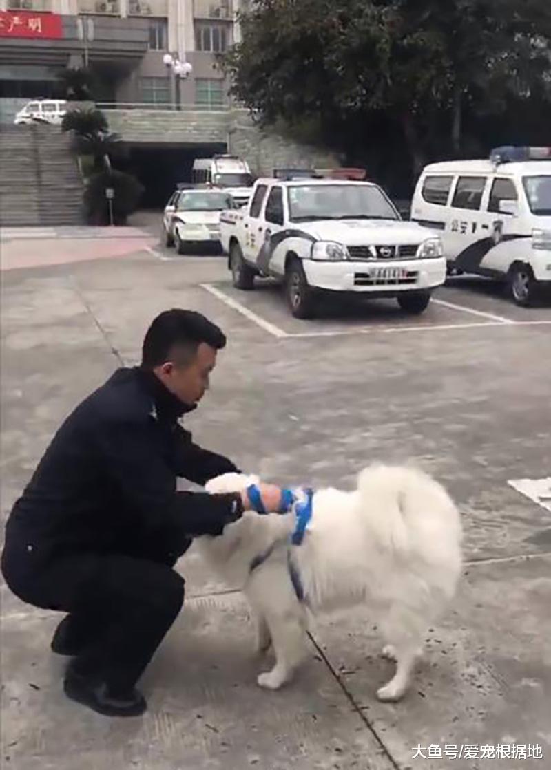 萨摩耶和主人走失后，竟自己去警局报警，蹭吃蹭喝还坐警察大腿