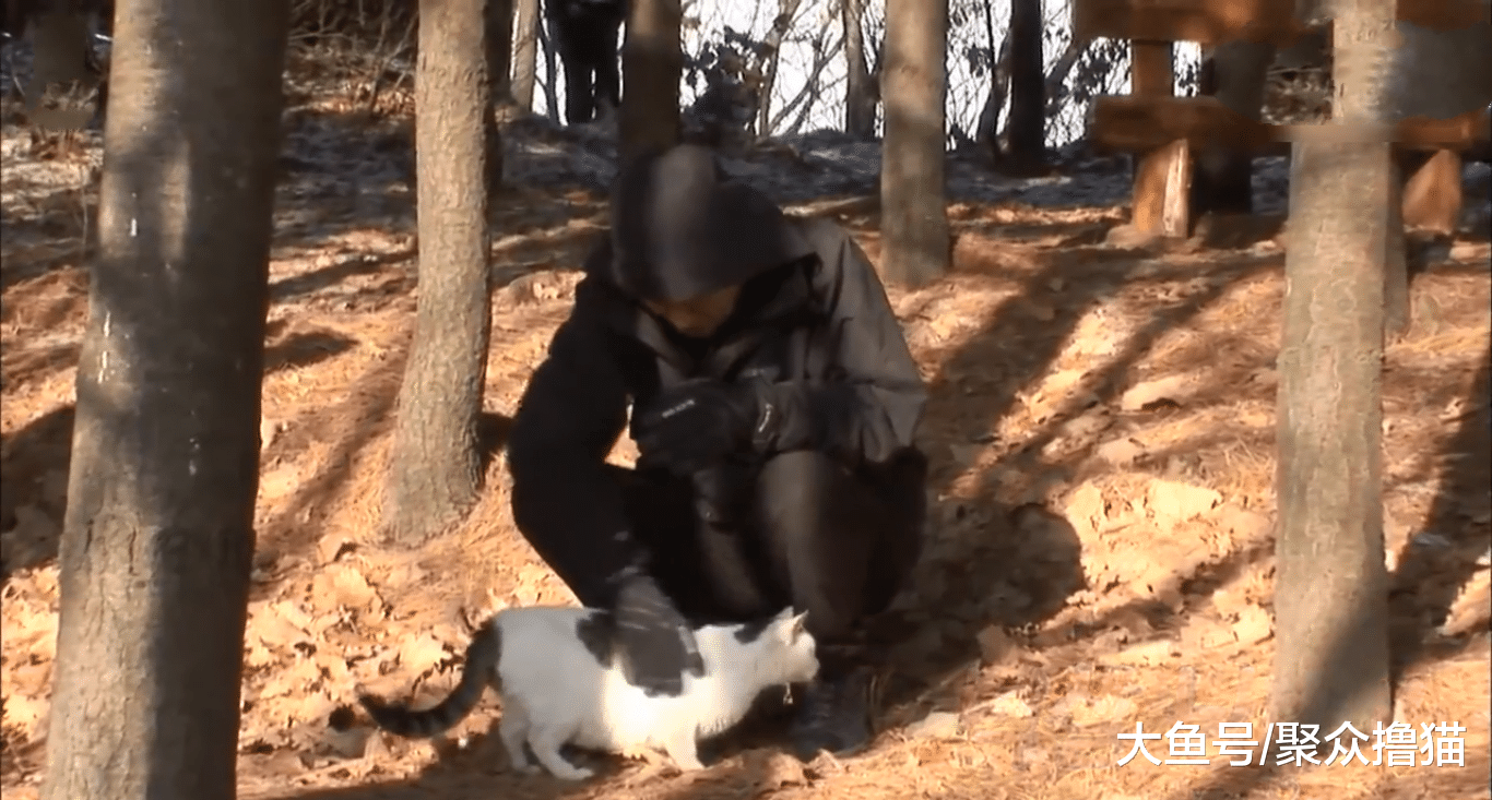 “怀孕”猫咪被主人狠心丢弃, 过分忠诚苦等主人回来, 体检发现猫腻