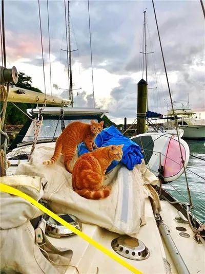 流浪小奶猫遇见了水手后, 开启了一段美妙的海上生活...