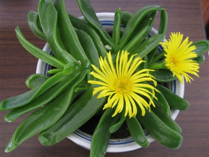 怎么养护佛手掌，养护佛手掌时需要注意什么