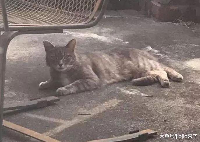 小灰貓總是來找自家狗狗玩兒，狗狗去世后，貓咪的表現讓人心碎