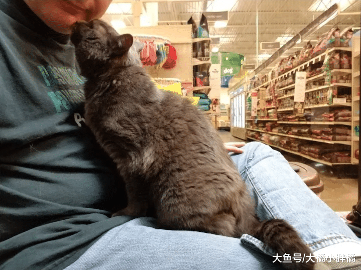 猫咪争宠失败而流浪，7年等待令它不再讨厌小猫，14岁时只想有家