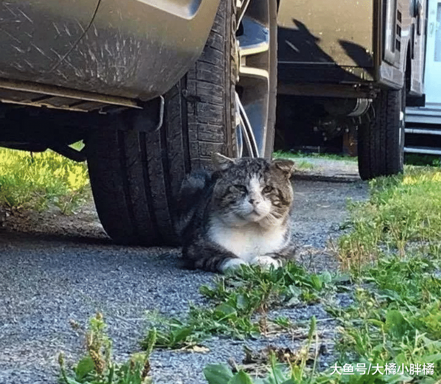 老猫流浪多年害怕人类，却被女孩的温柔打动，生病后再次找到女孩