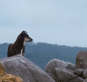 肉摊老板救助流浪狗后, 流浪狗为其看门揽客, 只为报恩
