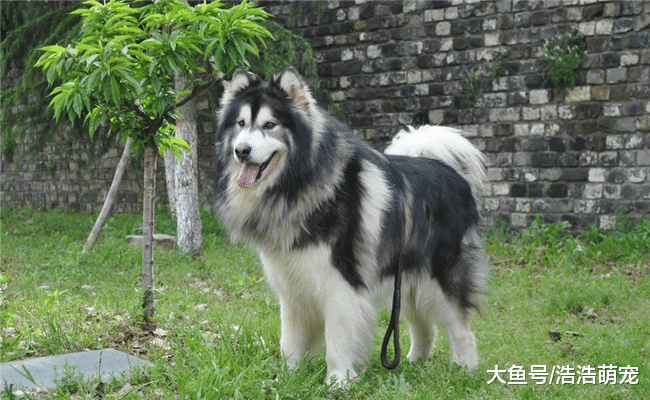 最受欢迎的5种宠物犬, 第四种长得有点丑, 第五种跟二哈很像