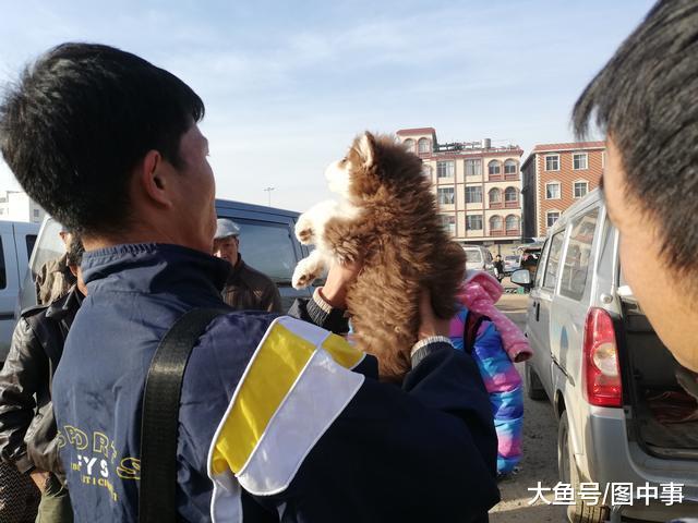 狗市: 买家多次检查阿拉斯加幼犬, 最终700元成交!