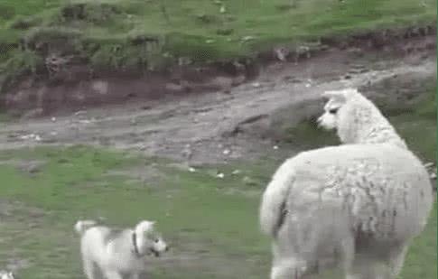 二哈以为羊驼是自己的妈妈，飞奔跑去喝奶，接下来的一幕令人笑喷