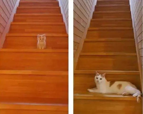 猫咪十年对比挑战! 这还是当初的主子吗?