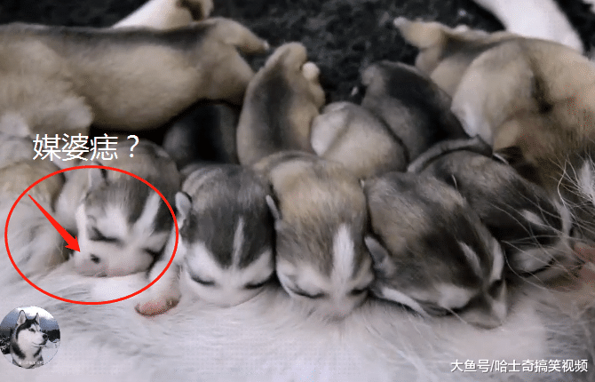 哈士奇生了7只娃，小奶狗却长了颗“痣”，宠主自己也笑了