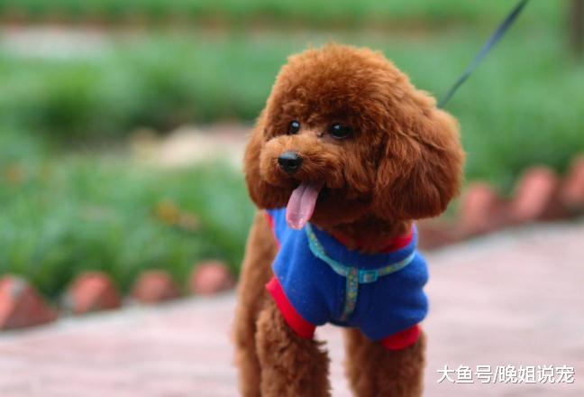 泰迪“人性化”的4中表现，学人走路，上床睡觉，吃饭还要喂