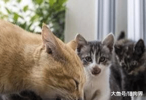 铲屎官课堂：如何给猫咪选一款好猫粮呢？