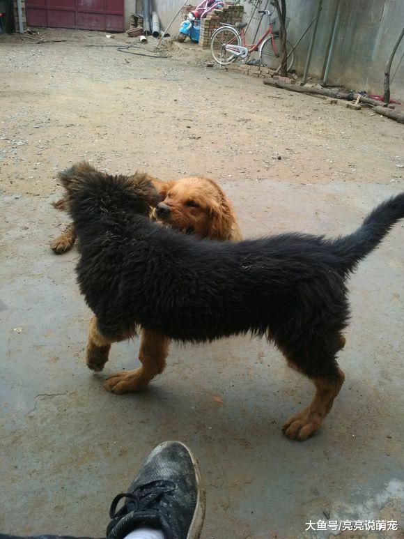 这只德牧长大看门没问题，从小就不让人省心，外面有狗路过它都闹