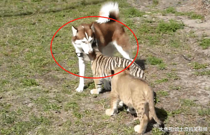 二哈闯入老虎园区，结果把小老虎当猫咪，狗：这猫长得真大