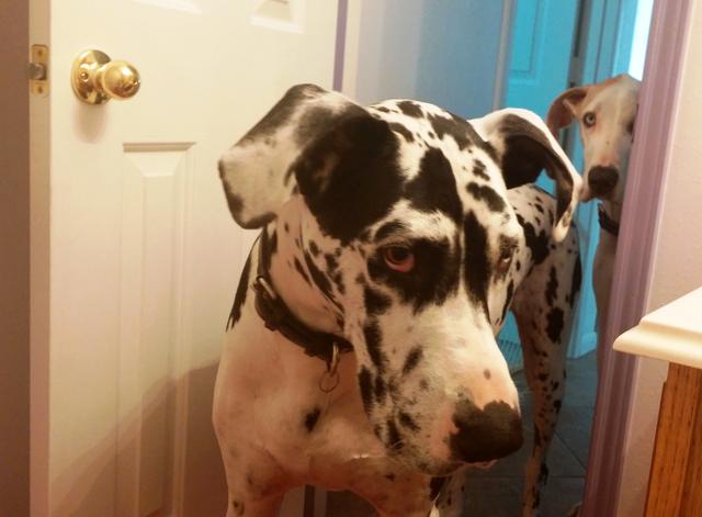 主人洗澡狗狗都想跟着，太粘人了！为什么狗狗喜欢跟主人去厕所