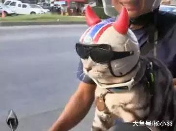 猫咪出门也要需捯饬，结果从文艺青年变村姑，猫：说好的品味呢？