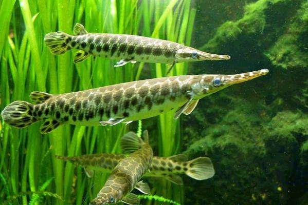 动物趣闻：古老的鱼种——雀鳝和弓鳍鱼