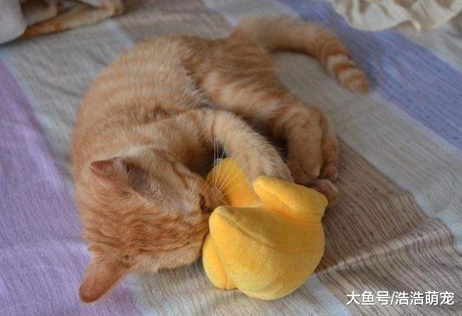 想把猫咪养好，宠主不要有这5种错误观念，不然只会害了它