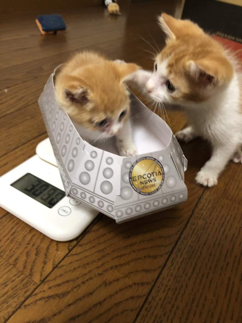 铲屎官捡到小流浪，猫咪天天窝在毛绒猫身边的样子，惹人心疼