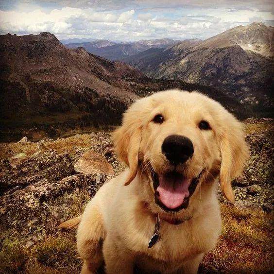 金毛被主人连续抛弃两次，第三次狗狗做了这个举动，领导都怒了！