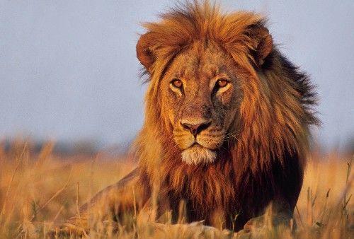 有一種愛打抱不平哺乳動物，溫順得像寵物，因為吃得多沒人養得起
