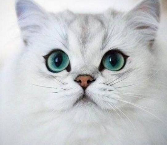 天生自带眼线的猫咪，简直就是小美人！最后一只你不是来搞笑的？