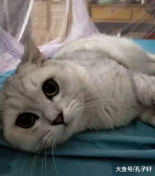 小博美怕吵醒在它身上睡觉的小猫, 保持一个姿势不动, 真是太暖了