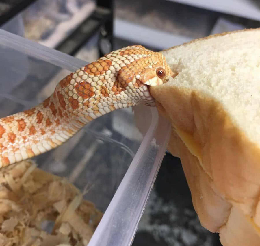 “难得一见”的6张图片, 每一张都很有趣