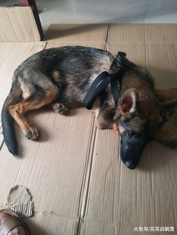 德牧被拴在家里不吃饭，网友拿着狗粮逼着它吃，狗：不想吃