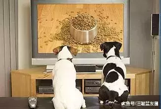 猫狗粮贵的不一定好, 教你一招, 学会1秒鉴别猫狗粮好坏