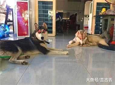 女主出門辦事，家里就剩二哈跟女兒，回家后眼前一幕頓時令她崩潰