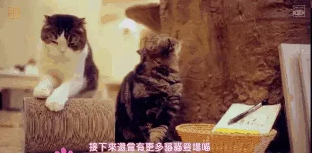 我虽然长得很凶，但我爱猫啊！