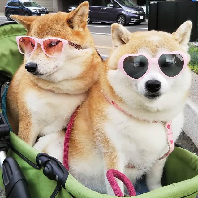 柴犬被主人恶搞穿丝袜, 那么问题来了, 柴犬和柯基谁的屁股性感