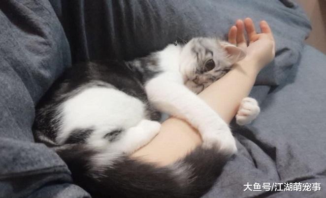 猫咪喜爱主人的十个表现，快看看自己的猫中了几条