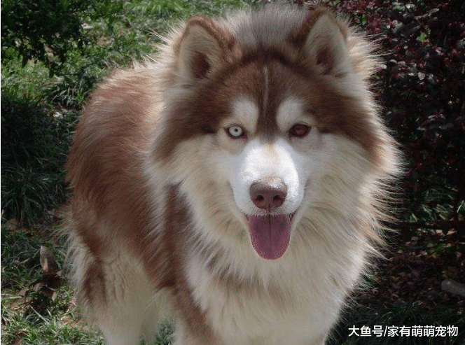 狗狗虽然不记仇, 但体罚也要有度, 否则会有这5个后果!